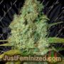 Power Plant by Dutch Passion Cannabis Seeds For Sale at Just Feminized