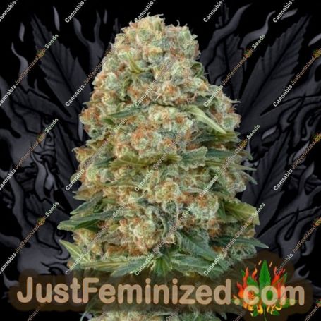 Afghan Skunk by Advanced Seeds Cannabis Seeds For Sale at Just Feminized