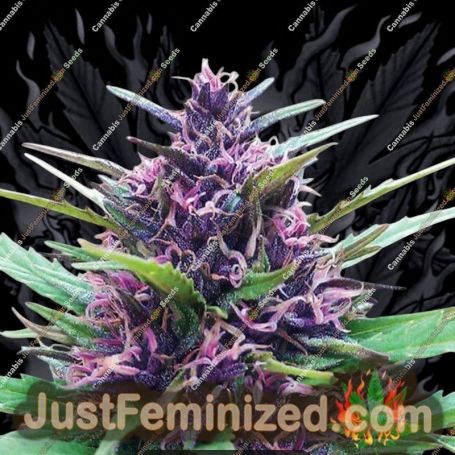 Shaman by Dutch Passion Cannabis Seeds For Sale at Just Feminized