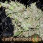 The Ultimate by Dutch Passion Cannabis Seeds For Sale at Just Feminized