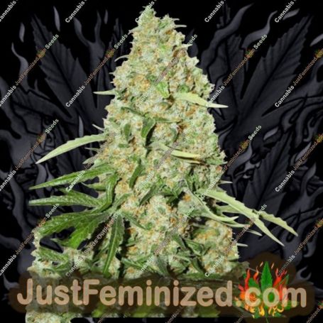 Think Fast by Dutch Passion Cannabis Seeds For Sale at Just Feminized