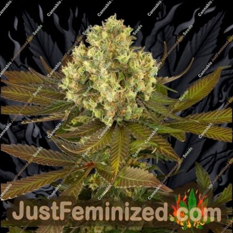 Blueberry Pot Tart by Dr Krippling Cannabis Seeds For Sale at Just Feminized