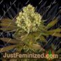 Blueberry Pot Tart by Dr Krippling Cannabis Seeds For Sale at Just Feminized