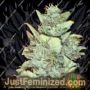 Bubba Gum Auto by Dr Krippling Cannabis Seeds For Sale at Just Feminized