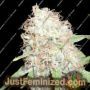 Bud Bud Bling Tingz by Dr Krippling Cannabis Seeds For Sale at Just Feminized