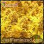 Choc Matic by Dr Krippling Cannabis Seeds For Sale at Just Feminized