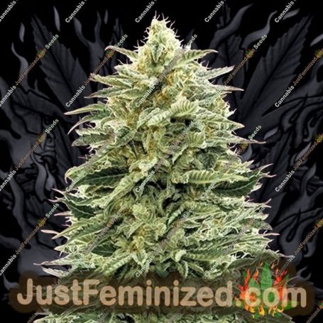 Amnesia Auto by Advanced Seeds Cannabis Seeds For Sale at Just Feminized