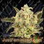 Dolly Kush by Dr Krippling Cannabis Seeds For Sale at Just Feminized
