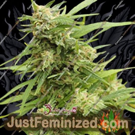 G.H.A. Turbo Diesel Auto by Dr Krippling Cannabis Seeds For Sale at Just Feminized