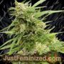G.H.A. Turbo Diesel Auto by Dr Krippling Cannabis Seeds For Sale at Just Feminized