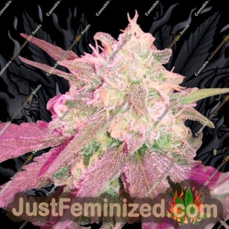 Ganj-nam Style by Dr Krippling Cannabis Seeds For Sale at Just Feminized
