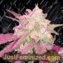 Ganj-nam Style by Dr Krippling Cannabis Seeds For Sale at Just Feminized