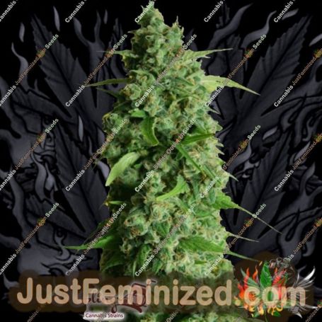 Guys Girl Scout Cookie Glue Auto by Dr Krippling Cannabis Seeds For Sale at Just Feminized