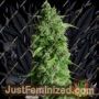 Guys Girl Scout Cookie Glue Auto by Dr Krippling Cannabis Seeds For Sale at Just Feminized