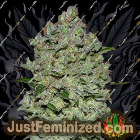 Biodiesel Mass Auto by Advanced Seeds Cannabis Seeds For Sale at Just Feminized