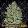 Biodiesel Mass Auto by Advanced Seeds Cannabis Seeds For Sale at Just Feminized
