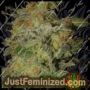 Incredible Bulk Auto by Dr Krippling Cannabis Seeds For Sale at Just Feminized