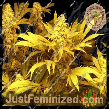 Kali n the Chocolate Factory by Dr Krippling Cannabis Seeds For Sale at Just Feminized