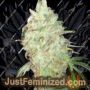 Kalis Lullaby by Dr Krippling Cannabis Seeds For Sale at Just Feminized