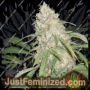 Kripple Roulette by Dr Krippling Cannabis Seeds For Sale at Just Feminized