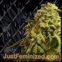 Kripplings Gelato by Dr Krippling Cannabis Seeds For Sale at Just Feminized