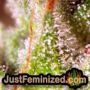 Kripplings Gelato by Dr Krippling THC CBD Close Up Trichomes Potency Yield Indica Sativa Strain Pic Images
