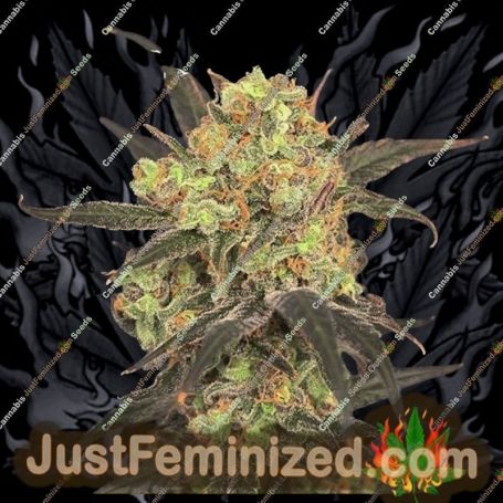 Leisure Zoot Larry by Dr Krippling Cannabis Seeds For Sale at Just Feminized