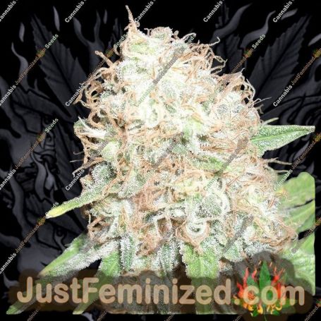 Puff Puff Pass Out by Dr Krippling Cannabis Seeds For Sale at Just Feminized