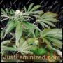 Red Leicester Tease by Dr Krippling Cannabis Seeds For Sale at Just Feminized
