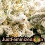 Red Leicester Tease by Dr Krippling THC CBD Close Up Trichomes Potency Yield Indica Sativa Strain Pic Images
