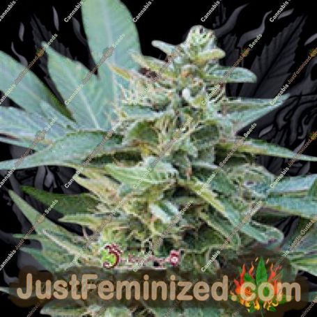 S&M by Dr Krippling Cannabis Seeds For Sale at Just Feminized