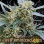 Shark Infested Custard by Dr Krippling Cannabis Seeds For Sale at Just Feminized