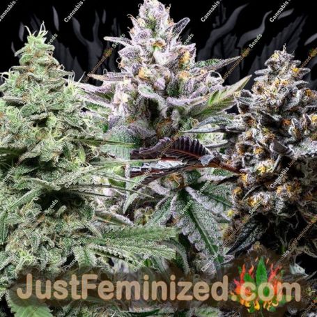Collection (6 options) Auto by Advanced Seeds Cannabis Seeds For Sale at Just Feminized