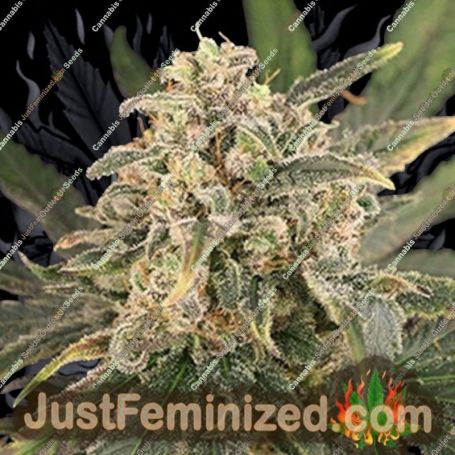 Sour Tang Kripple by Dr Krippling Cannabis Seeds For Sale at Just Feminized