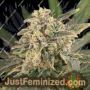 Sour Tang Kripple by Dr Krippling Cannabis Seeds For Sale at Just Feminized