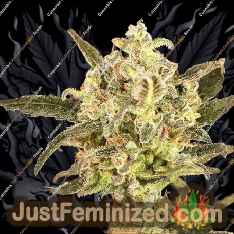 Wedding Flowers by Dr Krippling Cannabis Seeds For Sale at Just Feminized