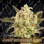 Wedding Flowers by Dr Krippling Cannabis Seeds For Sale at Just Feminized