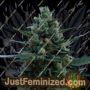 White Rush Auto by Dr Krippling Cannabis Seeds For Sale at Just Feminized