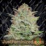 Critical Mass Auto by Advanced Seeds Cannabis Seeds For Sale at Just Feminized