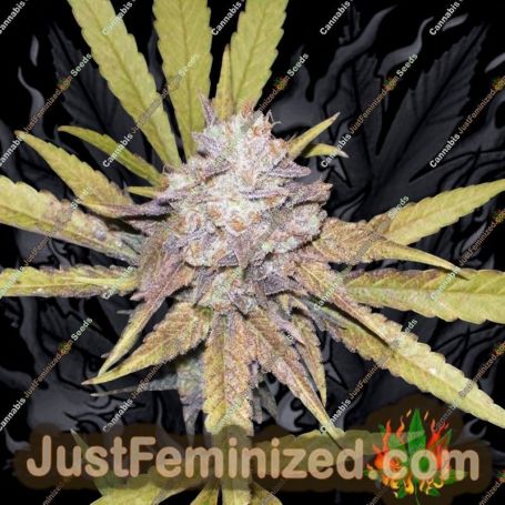 Melon Gum Auto by Dr Underground Cannabis Seeds For Sale at Just Feminized