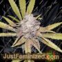 Melon Gum Auto by Dr Underground Cannabis Seeds For Sale at Just Feminized