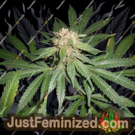 Brooklyn Mango by Dr Underground Cannabis Seeds For Sale at Just Feminized