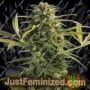 Godzilla Glue by Dr Underground Cannabis Seeds For Sale at Just Feminized