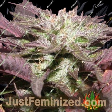 Melon Gum by Dr Underground Cannabis Seeds For Sale at Just Feminized