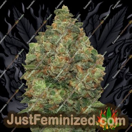 Critical Soma Auto by Advanced Seeds Cannabis Seeds For Sale at Just Feminized