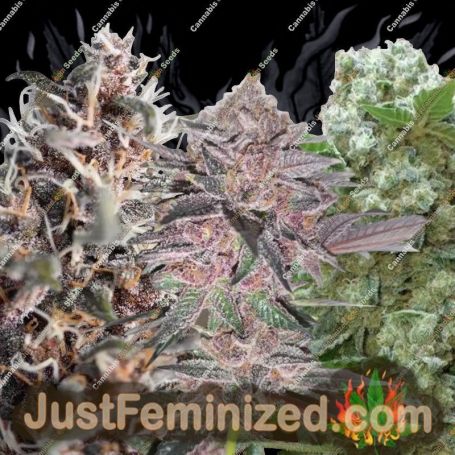 Surprise Killer Mix by Dr Underground Cannabis Seeds For Sale at Just Feminized