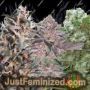 Surprise Killer Mix by Dr Underground Cannabis Seeds For Sale at Just Feminized