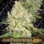 Blackberry OG by Emerald Triangle Cannabis Seeds For Sale at Just Feminized