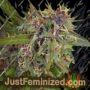 Blackberry OG CBD by Emerald Triangle Cannabis Seeds For Sale at Just Feminized