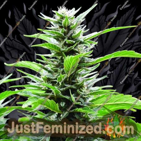 Blueberry Headband CBD by Emerald Triangle Cannabis Seeds For Sale at Just Feminized